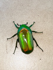 Chlorocala africana camerunica