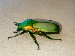 Chlorocala africana camerunica