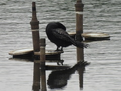 Microcarbo africanus