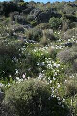 Ranunculus asiaticus