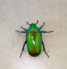 Chlorocala africana camerunica