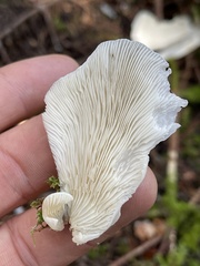 Pleurocybella porrigens