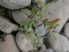 Gnaphalium uliginosum