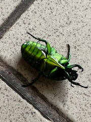 Chlorocala africana camerunica