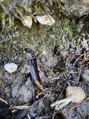 Marasmius calhouniae