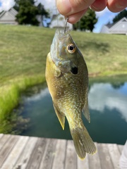Lepomis macrochirus × cyanellus