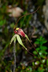 Caladenia orientalis