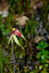 Caladenia orientalis