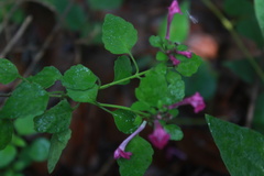 Scutellaria seleriana