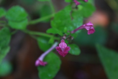 Scutellaria seleriana