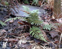 Dicksonia fibrosa