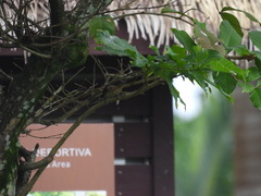 Chrysococcyx caprius