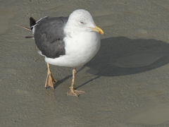 Larus fuscus graellsii