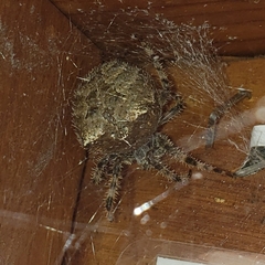 Araneidae