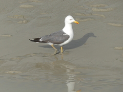 Larus fuscus graellsii