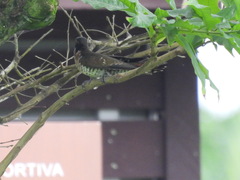 Chrysococcyx caprius