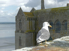 Larus fuscus graellsii