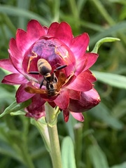 Mischocyttarus flavitarsis