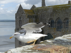 Larus fuscus graellsii