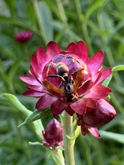 Mischocyttarus flavitarsis