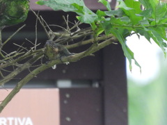 Chrysococcyx caprius