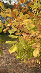 Fraxinus latifolia