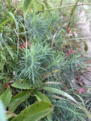 Euphorbia cyparissias