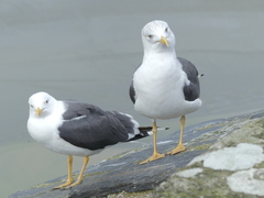 Larus fuscus graellsii