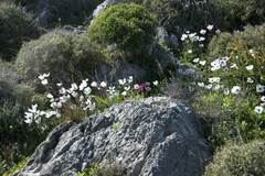 Ranunculus asiaticus