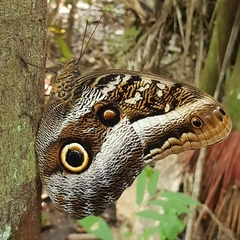 Caligo