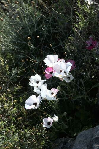 Ranunculus asiaticus