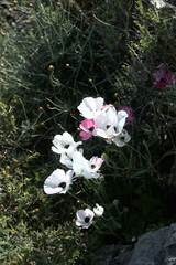 Ranunculus asiaticus