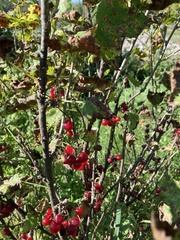Ribes rubrum