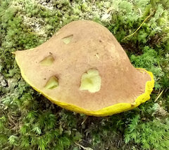 Aureoboletus auriporus