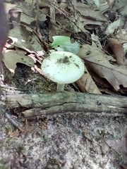 Amanita lavendula