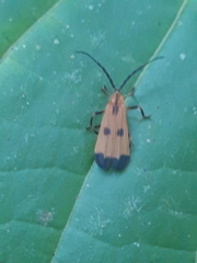 Lycidae