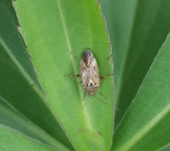 Lygus rugulipennis