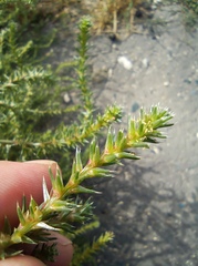 Salsola collina
