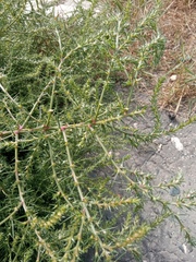 Salsola collina