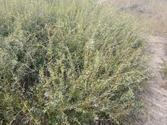 Salsola collina