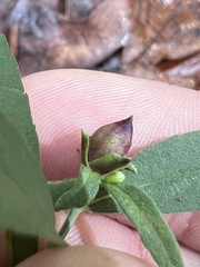 Symphyotrichum ontarionis