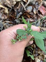 Symphyotrichum ontarionis