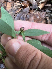 Symphyotrichum ontarionis