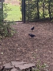 Corvus monedula