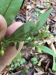 Symphyotrichum ontarionis
