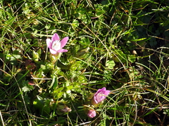 Gentianella anisodonta