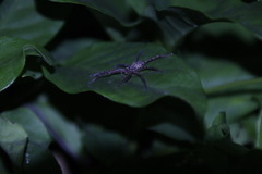 Heteropoda venatoria