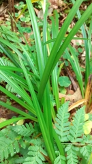 Carex sylvatica