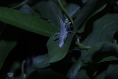 Atractomorpha sinensis