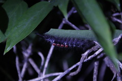 Dasychira chekiangensis